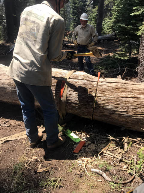 Two guys cross-cut sawing a log