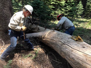 Two men using a cross-cut-saw